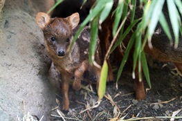 WCS’s Queens Zoo Debuts Southern Pudu Fawn